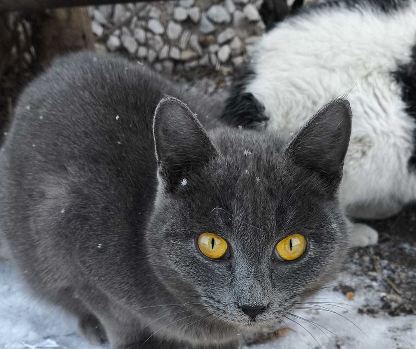 Кошечка САЛЛИ, ей чуть больше года