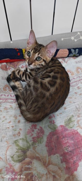 Бенгальский котенок,девочка