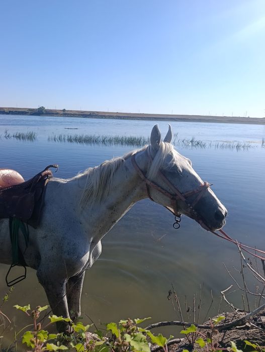 Айыр сатылады  мінгі