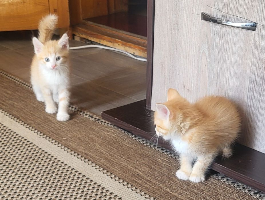 Котята ищут добрые руки