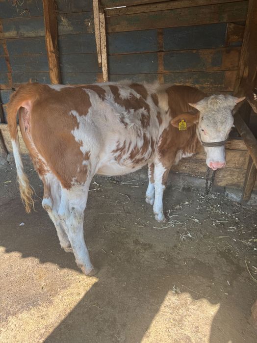 Vițica bălțata în vârstă de 9 luni jumate