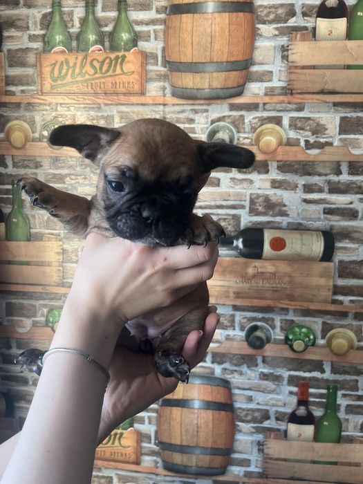 Щенки   французы