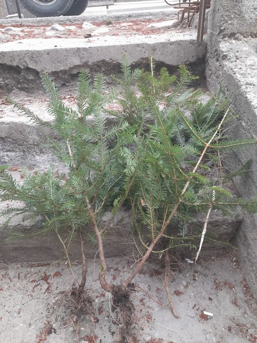 Puieti ,mesteacan,tei,