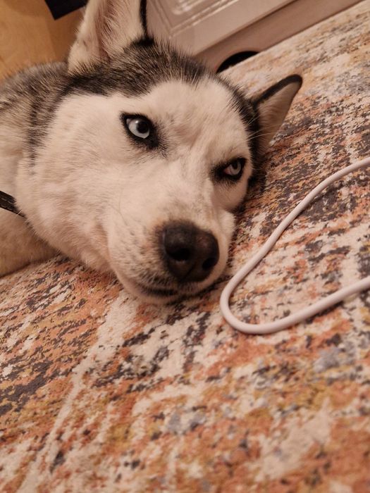 Хаски(потеряшка)