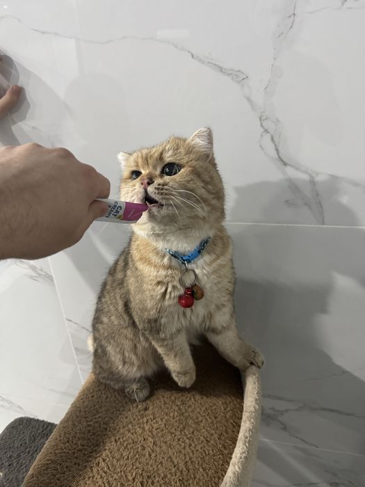 VYAZKA Сезонные скидки! Золотая шиншила на вязку!