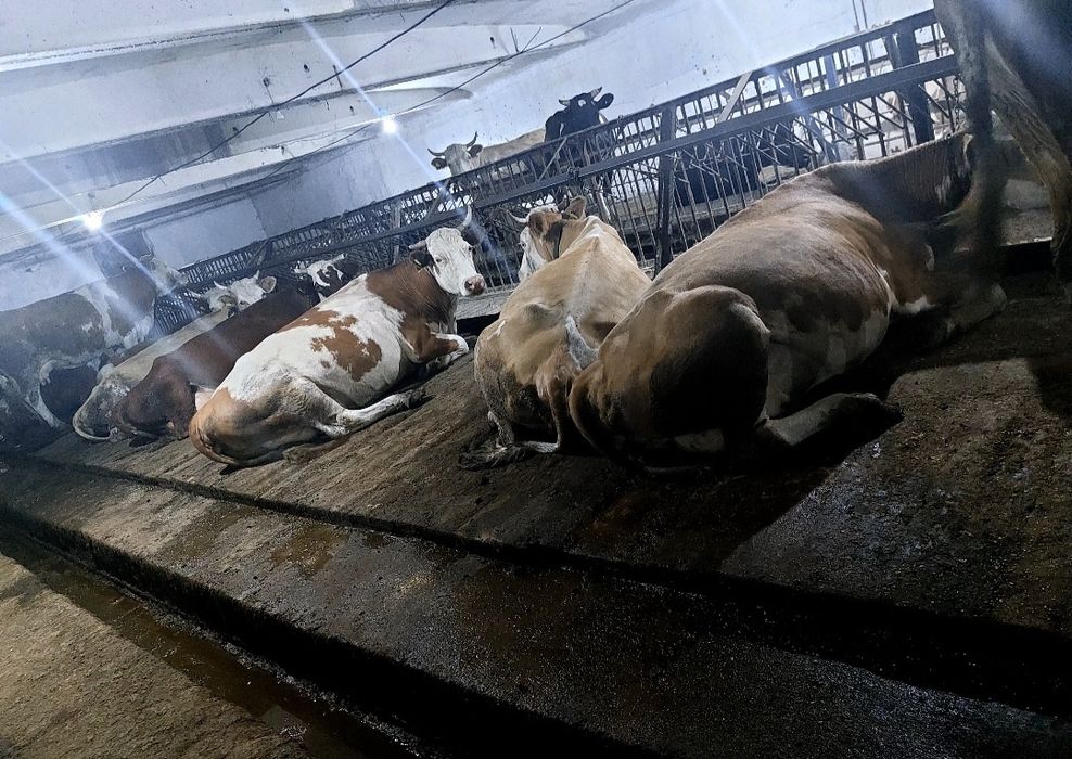 Ветеринар на выезд