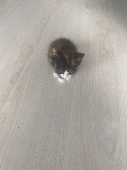 Милая кошечка 1,5 месяца