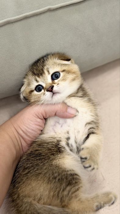 Шотландские вислоухие