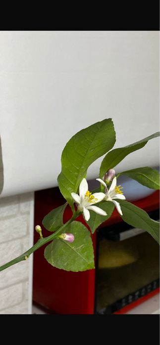 Лимонное дерево с плодами лимона