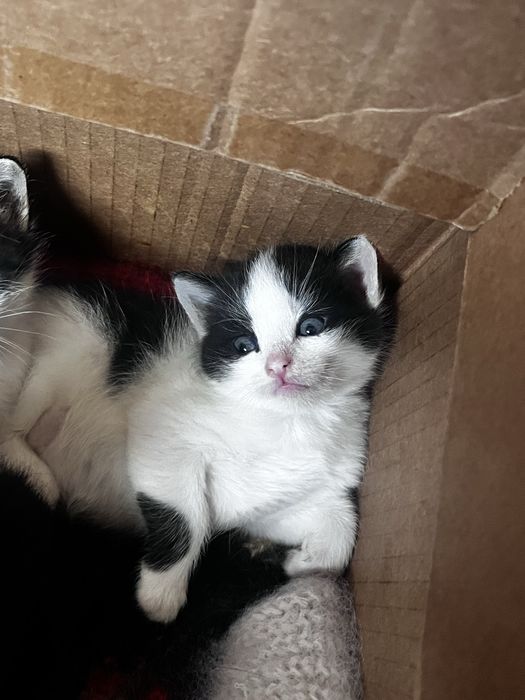 отдам ласковых котят в добрые руки