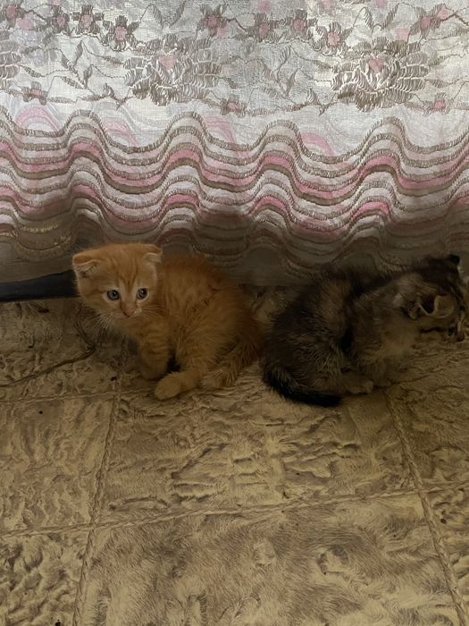 Котенок девочка Вислоухая бесплатно