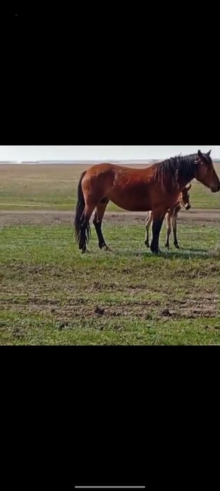 Продам лошадь с жеребёнком