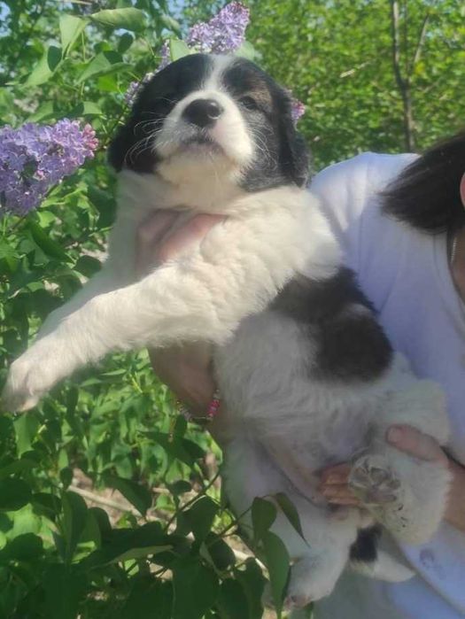 Преданная красавица ищет дом