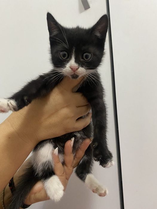 pisica pui adopție