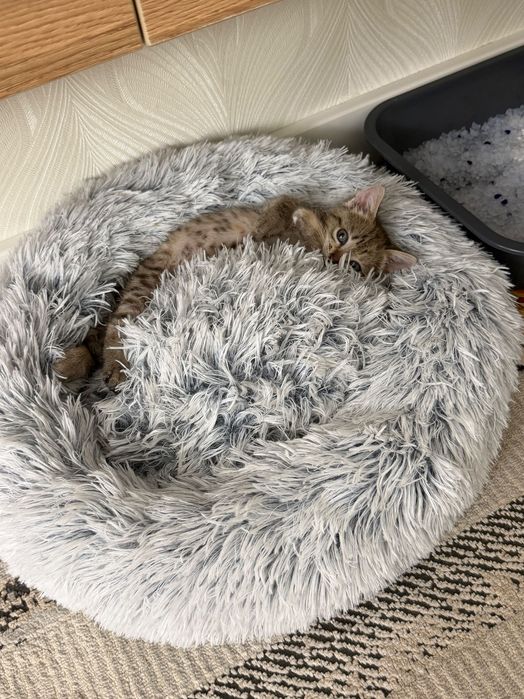 Котенок девочка 2месяца