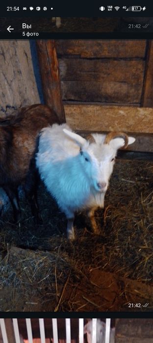 Продам доенные козы и кочкар