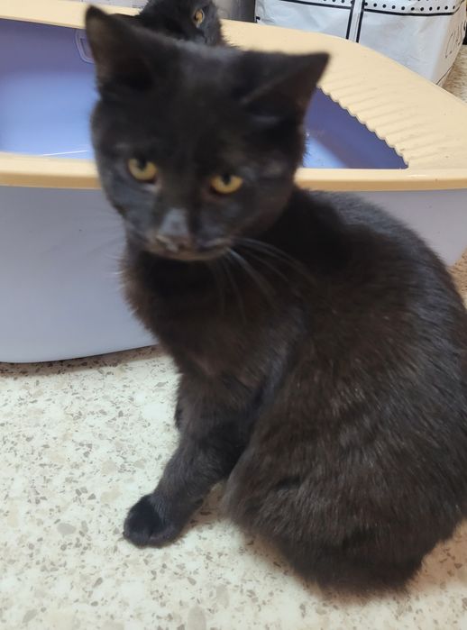 Котята мальчики и девочки 3-4 месяца