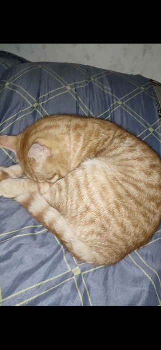 домашний милый кот