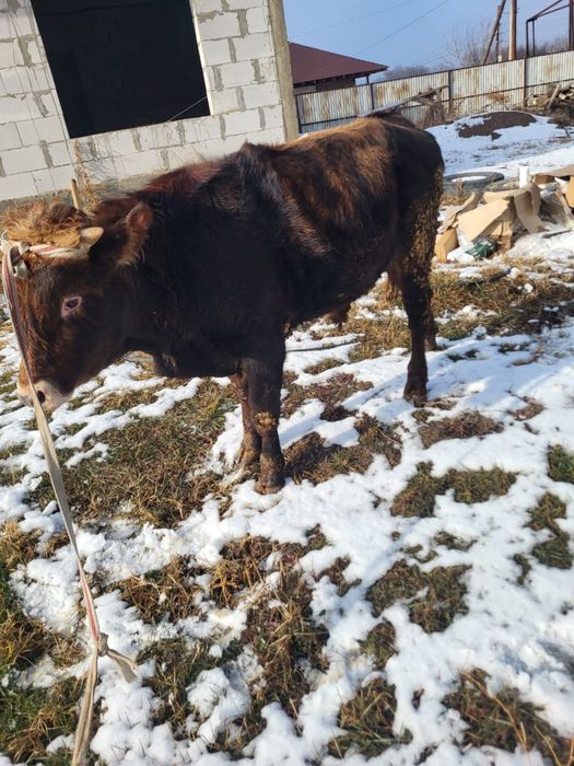 Продам хорошего бычка