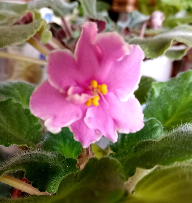 Фиалочки для дома