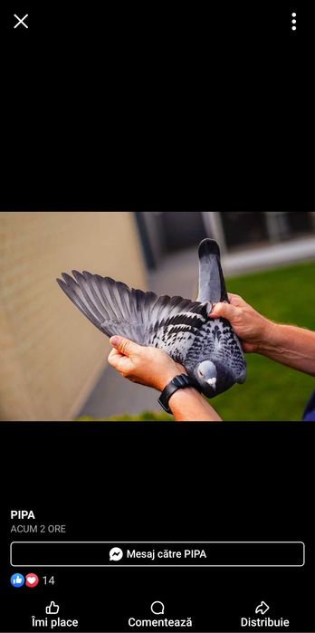 Vand porumbei de concurs