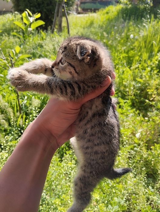 Котёнок вислоухий мальчик