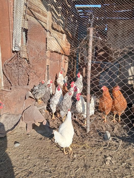 Оптом продам петушков