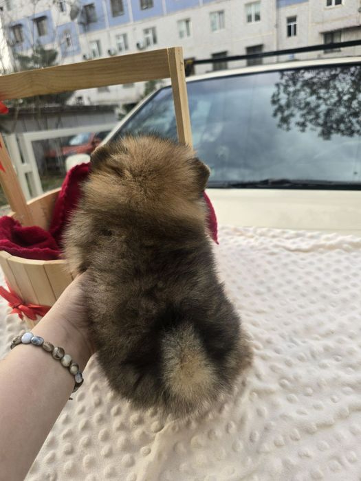 Продаётся шпиц,мини девочка.