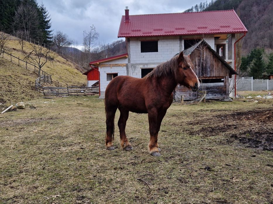 Vând cal, armăsar in vârstă de 2 ani!