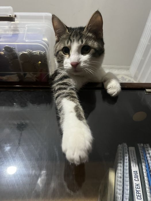 Отдам котика в добрые руки ….
