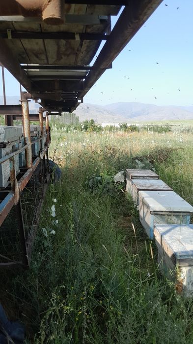 Pavilion sz xoxlagandek