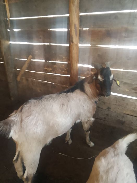 Продам двойную козу