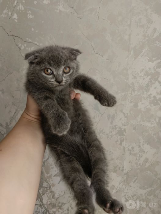 Продается котенок скоттиш фолд