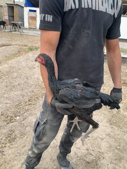 Продам 3 даканок