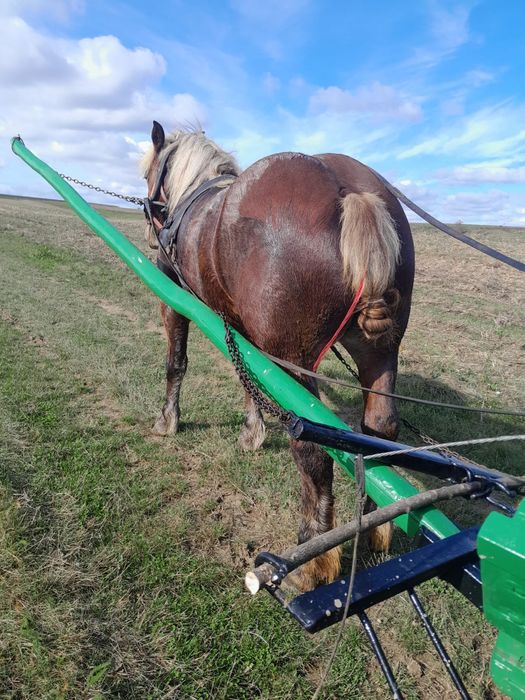 Vand manză si junele