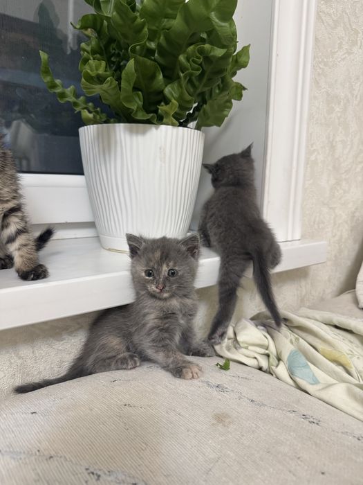 Котята в добрые руки