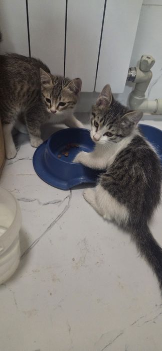 Отдам котят добрые руки