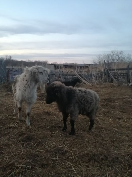 Продам козачку и козла
