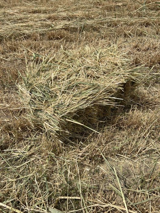 Продается  Сено с арпой