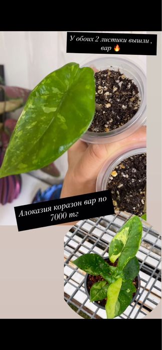 Домашние растения