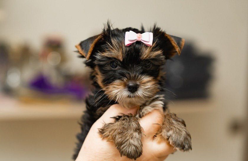 Йоркширской терьер Щенята