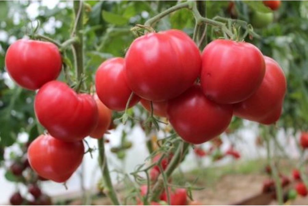 Продам помидоры.