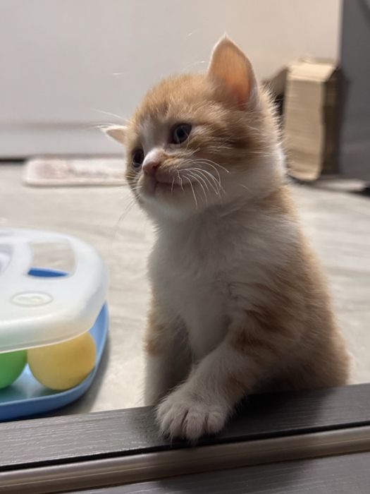 Британ метис сотилади