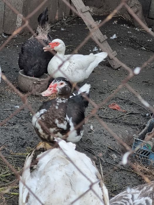 Индоутки ( селезень+2 самочки)