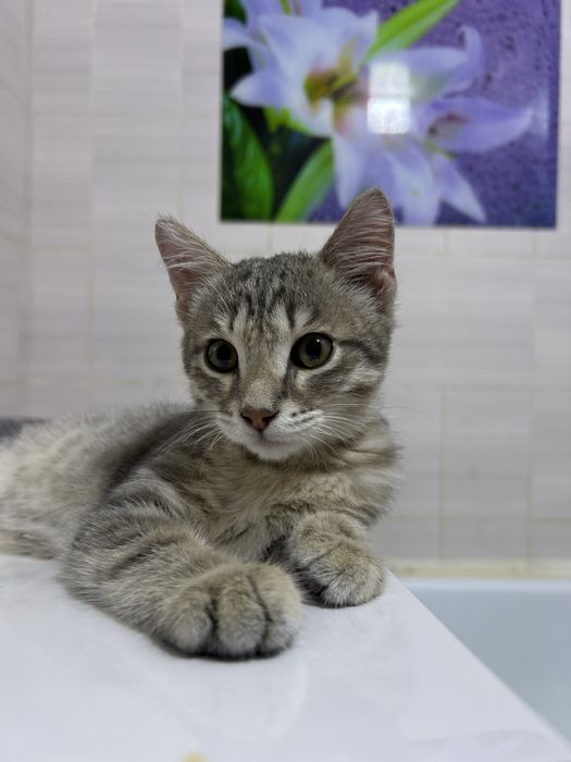 Отдам в добрые руки котенка