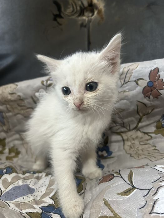 отдам котят в хорошие руки