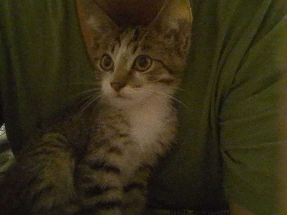 Котенок мальчик, в добрые руки