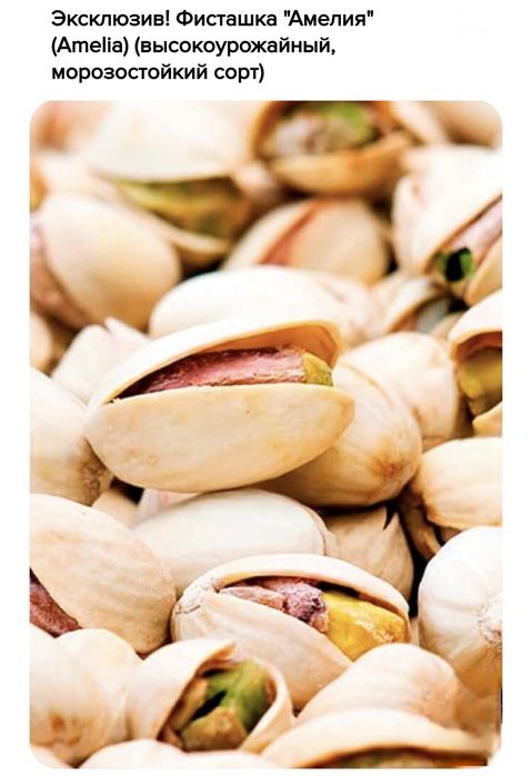 Фисташки, саженцы