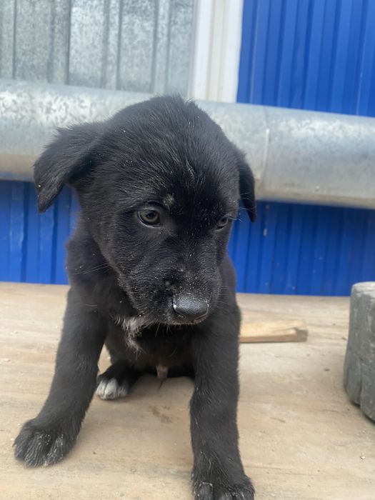 Щенки в добрые руки бесплатно