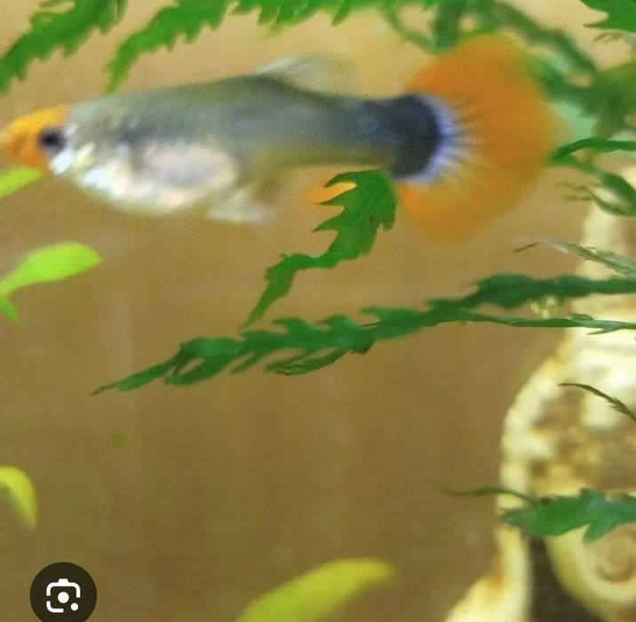 Гуппи красивый окрас.